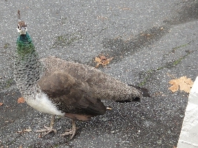 Peahen sees something better